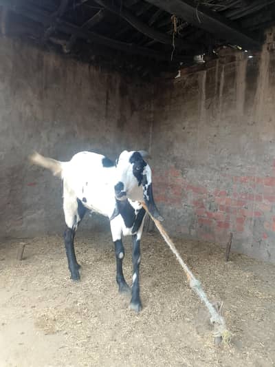 qurbani 2026