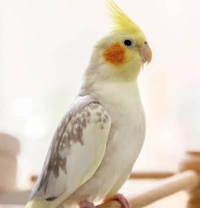 Flying tame cocktail