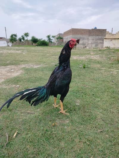 aseel pomoz