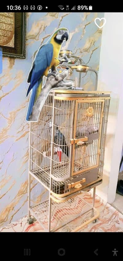 African gray  pier with fancy cage