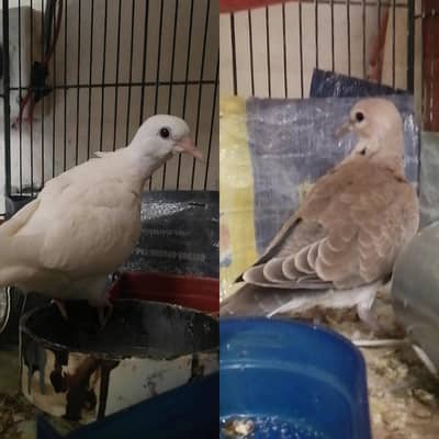 Doves Self Peace available