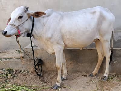 2dant Bachiya, Qurbani 2026