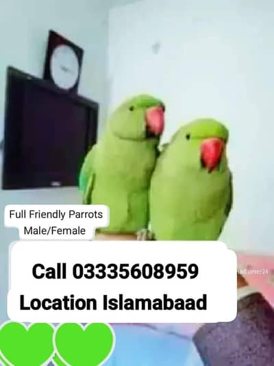 Single 6500 Hand Tamed Friendly Green Ring Neck Parrots Male/Female