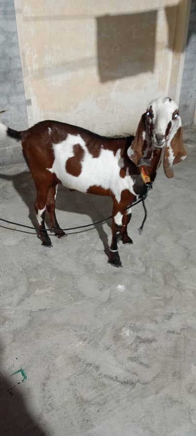 bakra for Eid