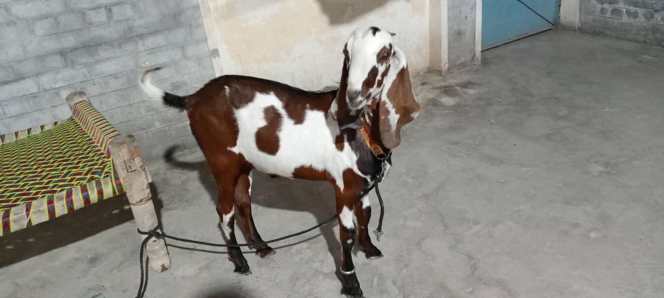 bakra for Eid 1