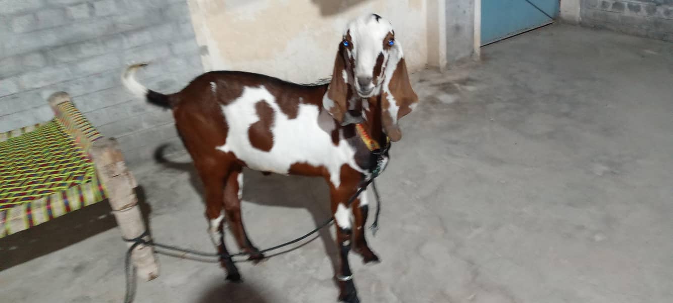 bakra for Eid 2