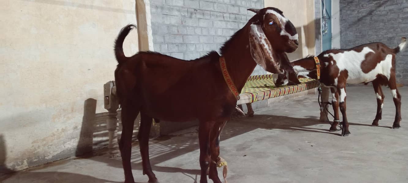 bakra for Eid 3