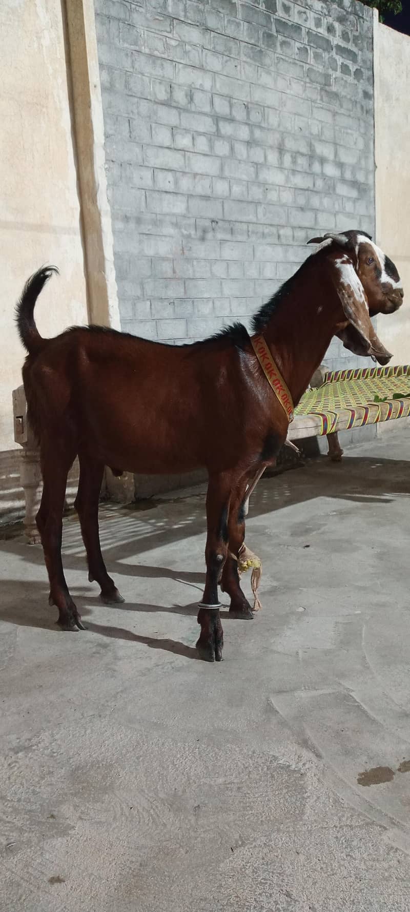 bakra for Eid 4