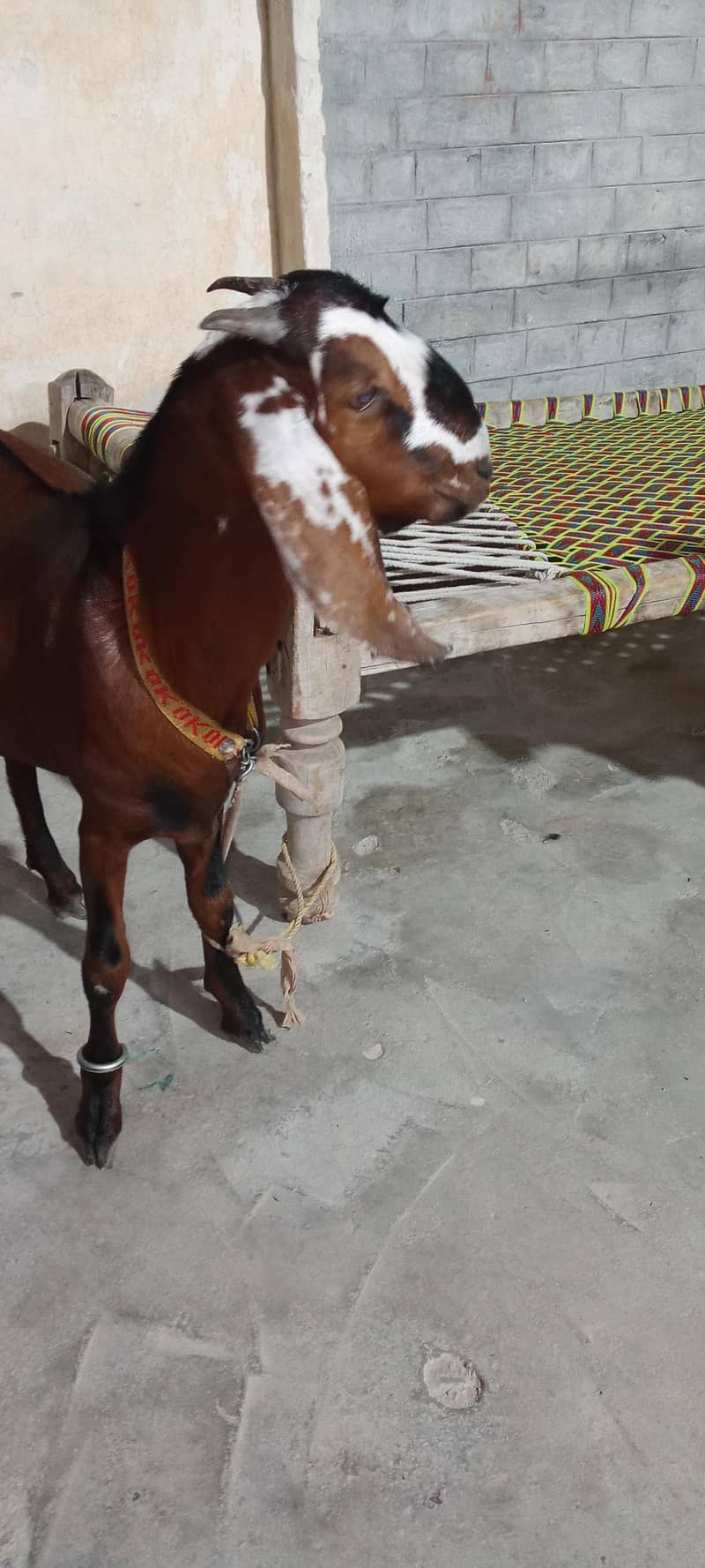 bakra for Eid 5