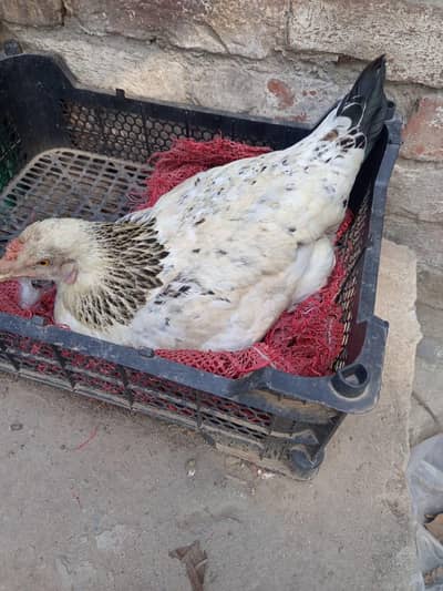 Desi Murgi curak wali