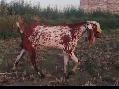 bakra for sale