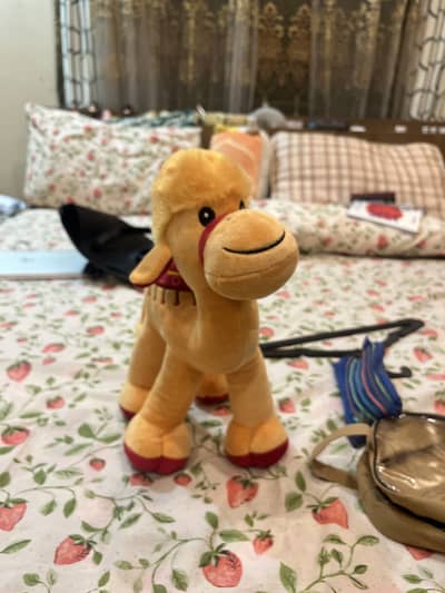 Camel | Imported From Dubai | Unused | Final Price 3.5k