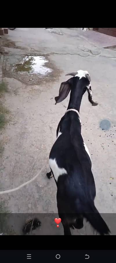 active Bakra