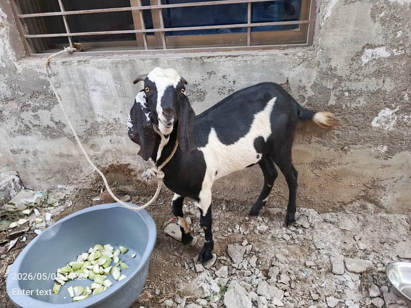 active Bakra 1