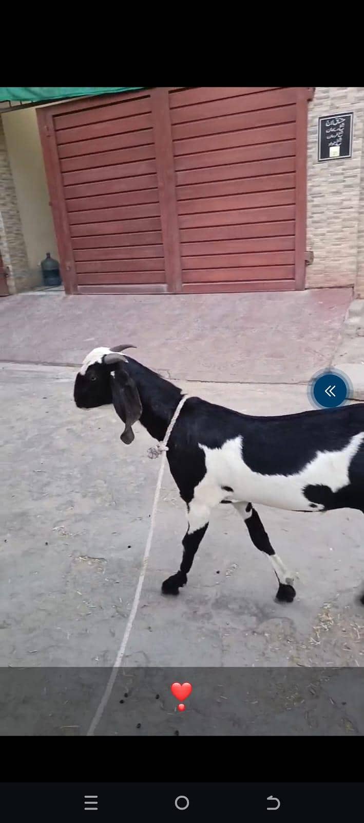 active Bakra 2