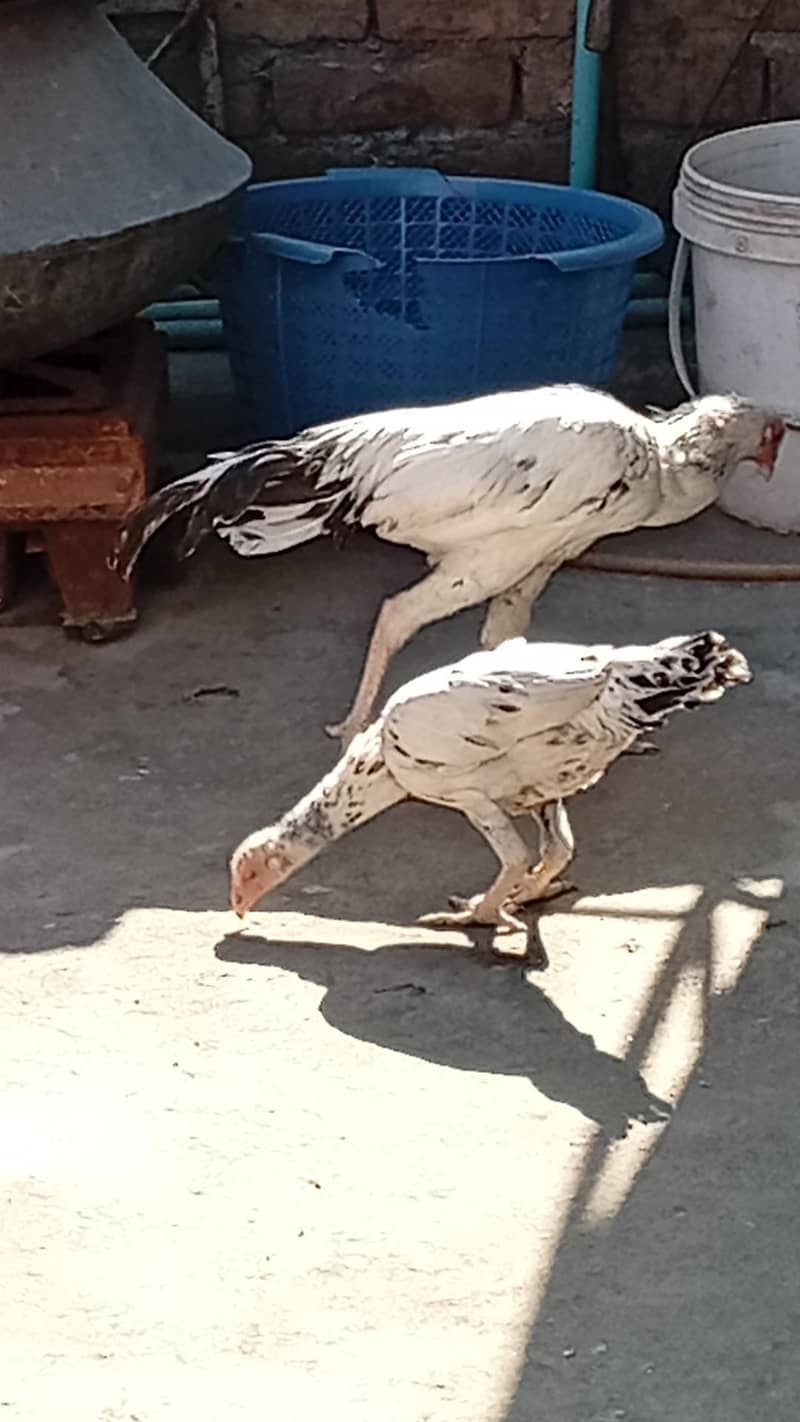 Aseel Pair 3