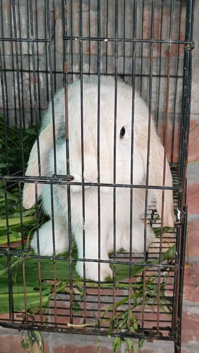 Holland lop breeder Male