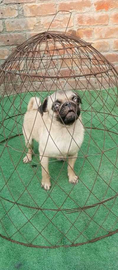 pug male puppy