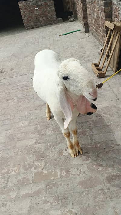 Ghar Ka pala howa Bakra hai
