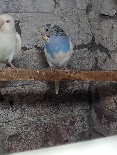 Australian parrots/Budgies