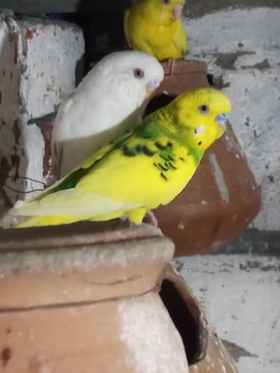 Australian parrots/Budgies