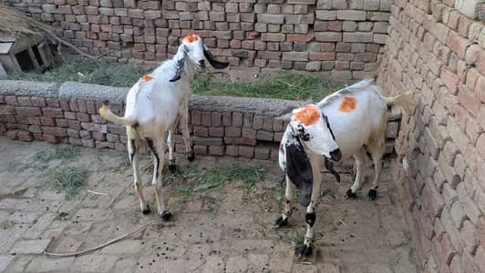 doondy bakry joora for sale