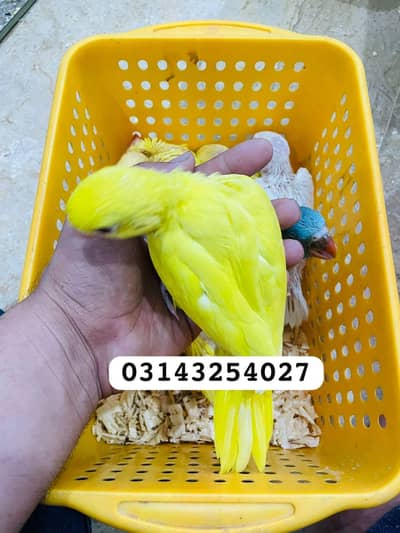 yellow ring neck phari, white ring neck  sunconure read add