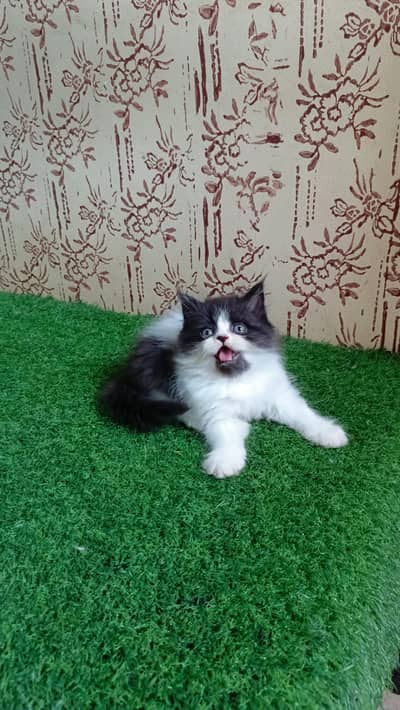 High quality Persian Kittens(Triple coated)(Cash on Delivery)(Karachi)