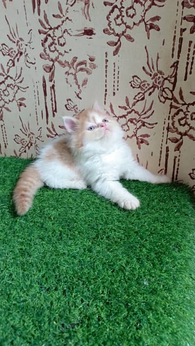 High quality Persian Kittens(Triple coated)(Cash on Delivery)(Karachi)