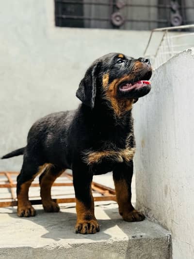 Rottweiler high class imported male