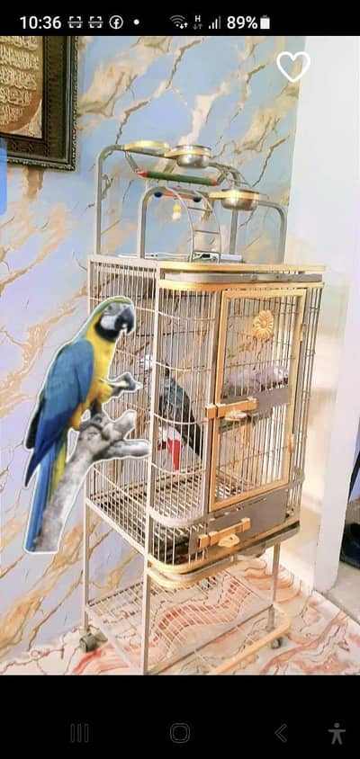 African gray  pier with fancy cage