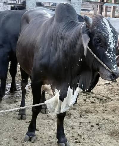 bulls for sale my WhatsApp number 03 45 70 84 4 34