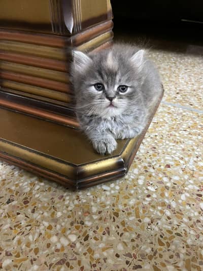 Calico kitten gray white  skin Triple coat