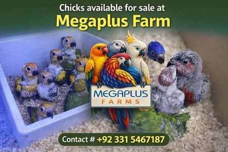 All variety of parrots, parrot chicks, fancy hen , ayam cemani ava