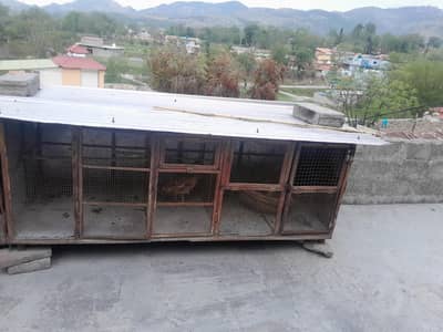 Birds Cage