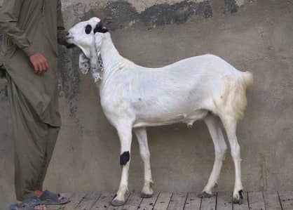 Bakra