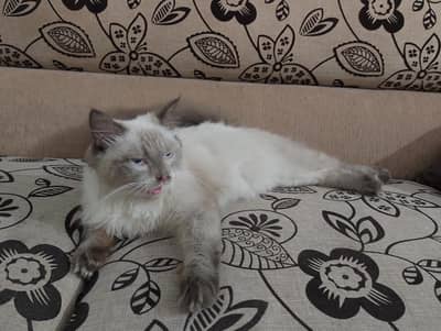 Himalayan breed punch face
