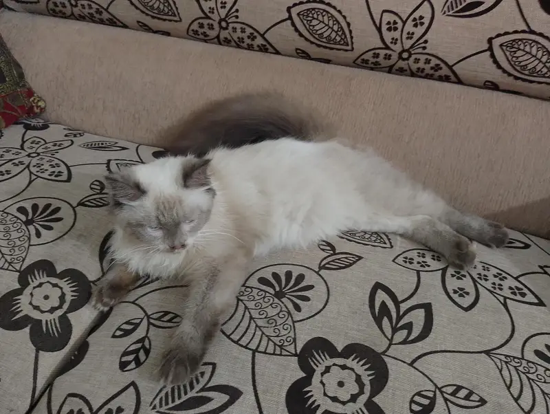 Himalayan breed punch face — photo 2