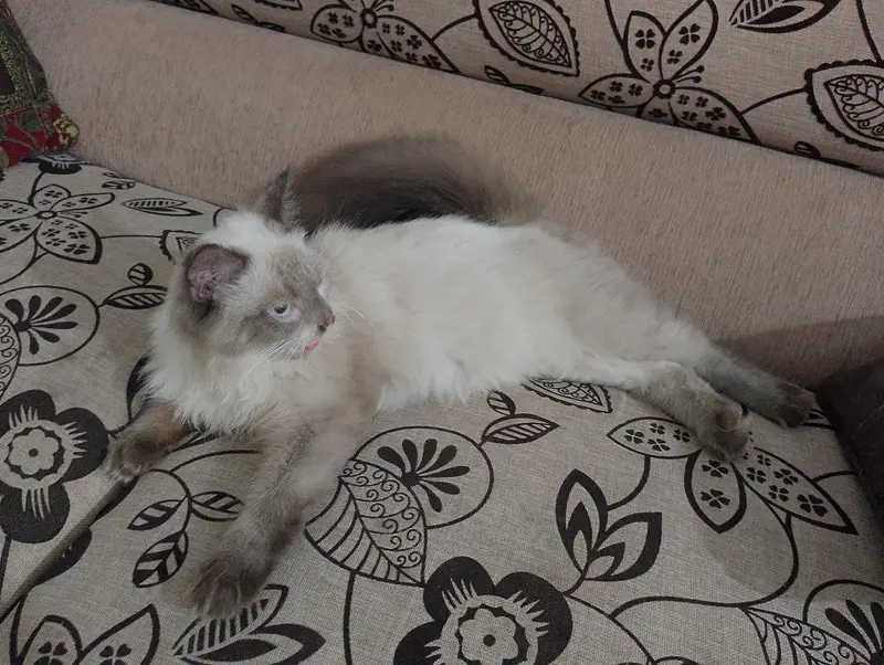 Himalayan breed punch face — photo 3