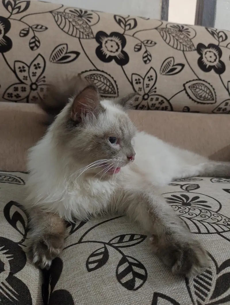 Himalayan breed punch face — photo 4