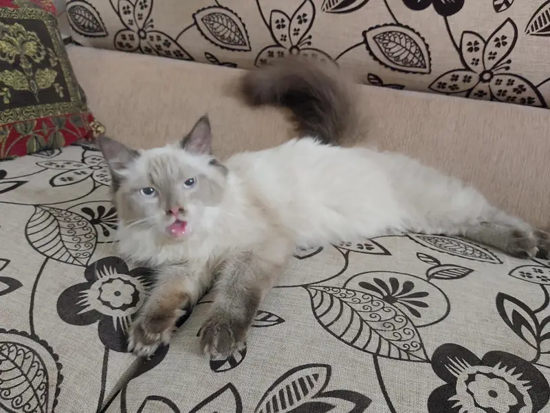Himalayan breed punch face — photo 5