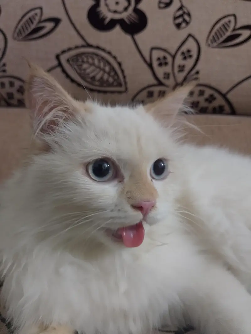 Himalayan breed punch face — photo 6