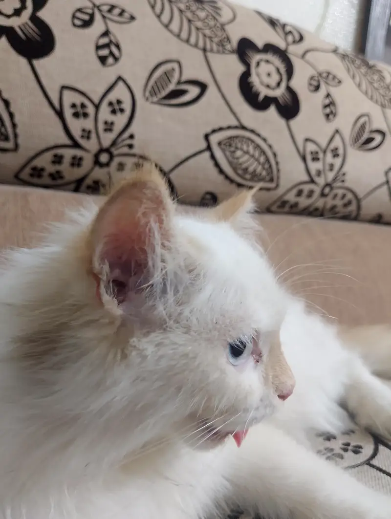 Himalayan breed punch face — photo 7