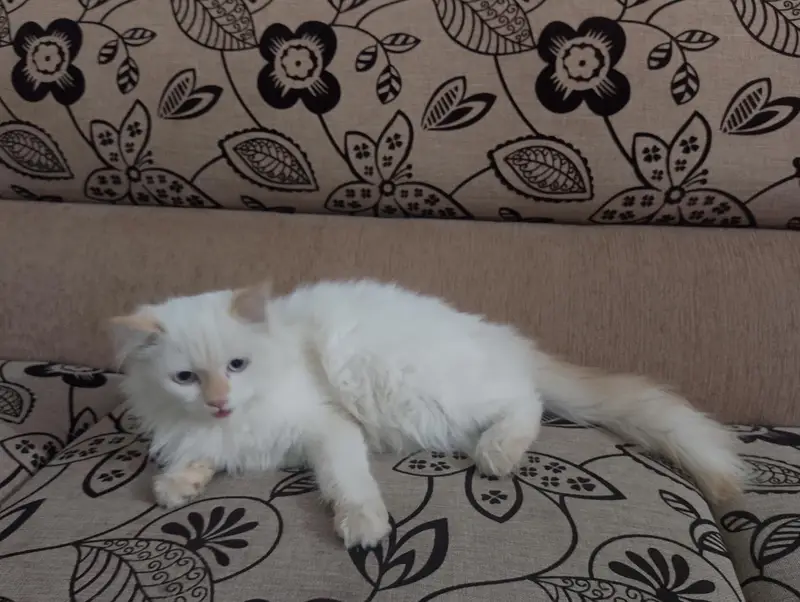 Himalayan breed punch face — photo 8
