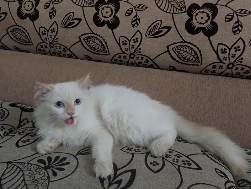 Himalayan breed punch face — photo 9