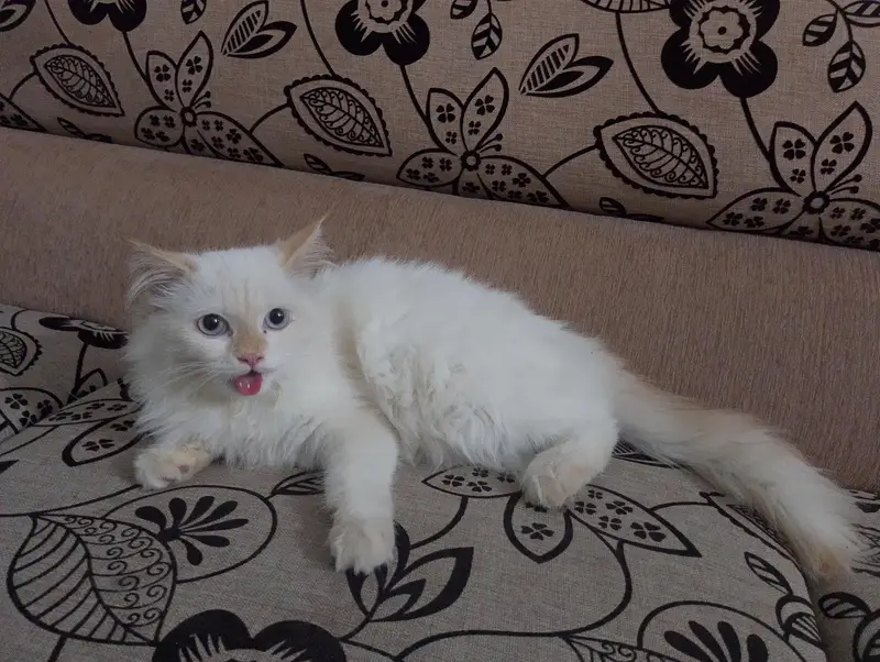 Himalayan breed punch face — photo 10