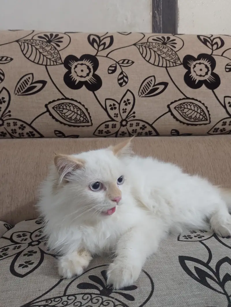 Himalayan breed punch face — photo 11