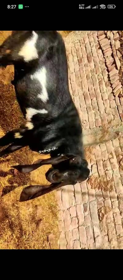 Pure Ambratsari Bakra