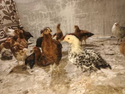 Golden Misri Home Grown Chicks
