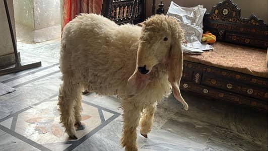 Kajla Best For 2026 Qurbani